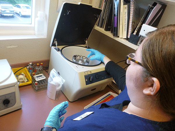 Pet Diagnostics in Shrewsbury: Vet Examines Blood Samples