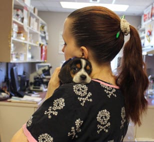 Pet Emergency Care in Shrewsbury: Technician Carrying Puppy