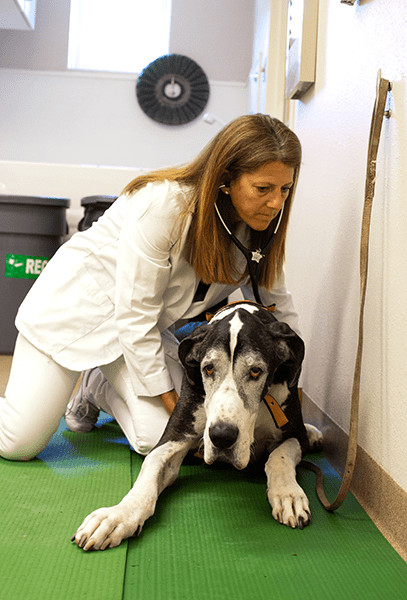 End of Life Care in Shrewsbury: Veterinarian Lifts Elderly Dog