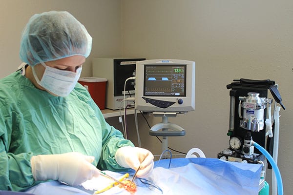 Pet Surgery in Shrewsbury: Veterinarian Operates on Patient