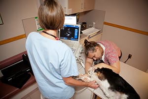 Vets Give Dog Ultrasound in Shrewsbury