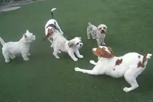Pet Boarding in Shrewsbury: Group of Dogs Playing Outside