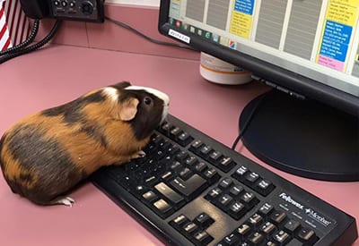 Guinea Pig Looking At Veterinary Resources Online