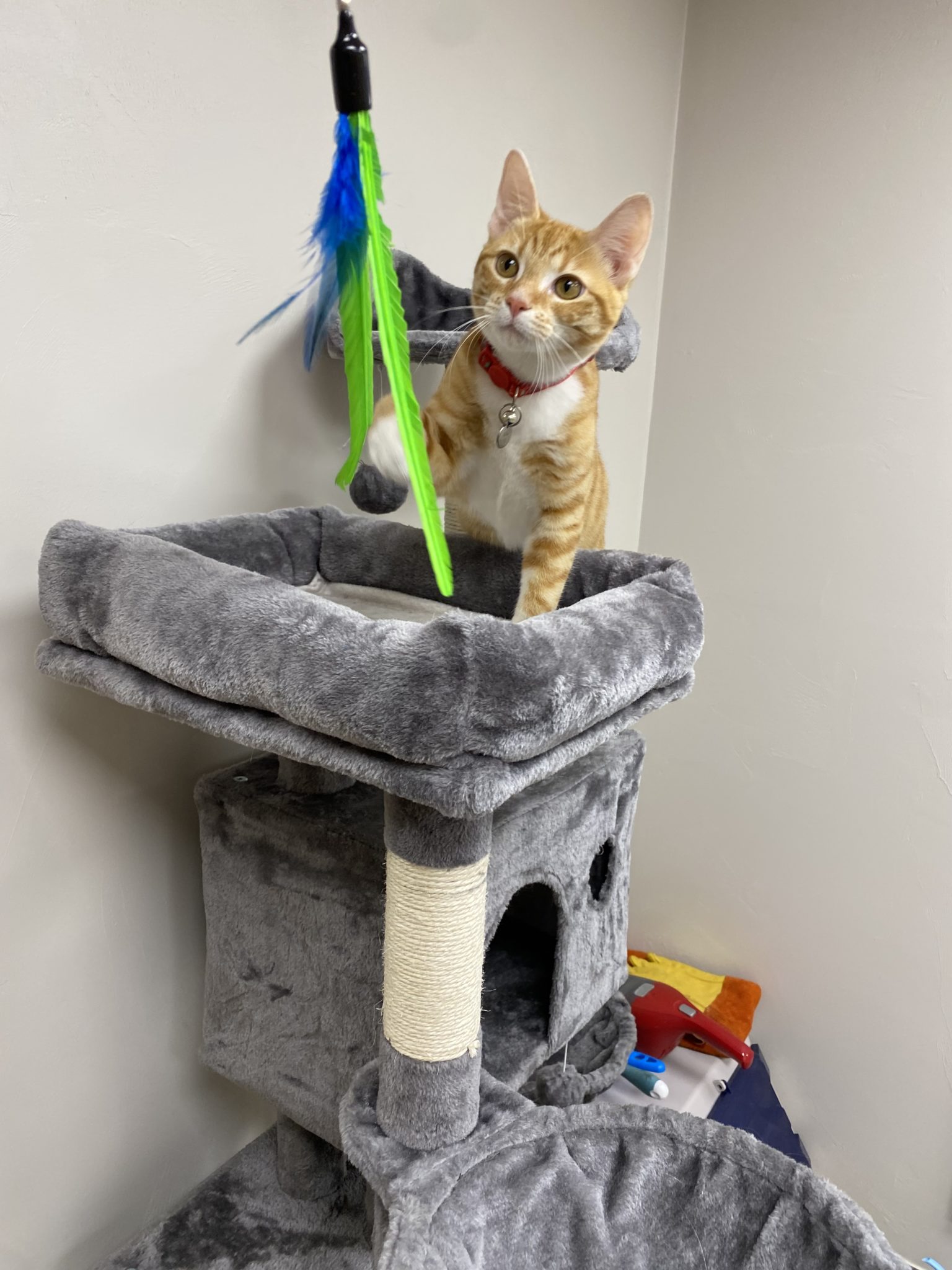 Pet Boarding in Shrewsbury Community Animal Hospital